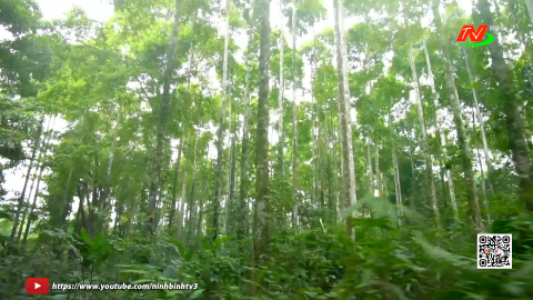 Ph&aacute;t triển kinh tế gắn với bảo vệ rừng