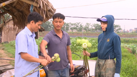 Hiệu quả trồng sen tr&ecirc;n đất trũng