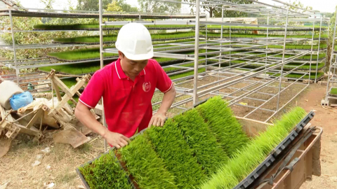 Hướng dẫn kỹ thuật chăm s&oacute;c mạ xu&acirc;n
