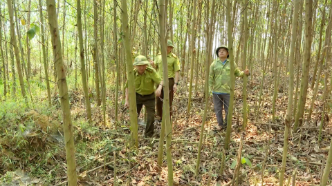 Chủ động ph&ograve;ng chống ch&aacute;y rừng m&ugrave;a nắng n&oacute;ng