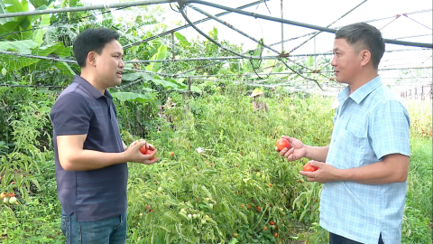 Sản xuất rau an to&agrave;n - Hướng đi bền vững cho n&ocirc;ng nghiệp
