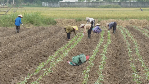 Y&ecirc;n Kh&aacute;nh phấn đấu trồng hơn 2000 ha c&acirc;y vụ Đ&ocirc;ng