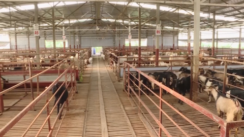 Nu&ocirc;i d&ecirc; thảo dược mang lại nguồn thực phẩm sạch