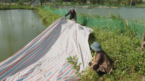 Hướng dẫn ph&ograve;ng, chống r&eacute;t cho thủy sản