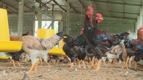 Đ&agrave;n gia s&uacute;c, gia cầm tăng mạnh