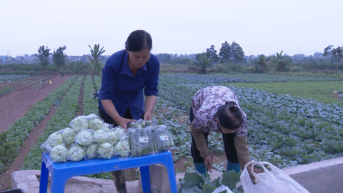 N&acirc;ng cao hiệu quả hoạt động của hợp t&aacute;c x&atilde; n&ocirc;ng nghiệp