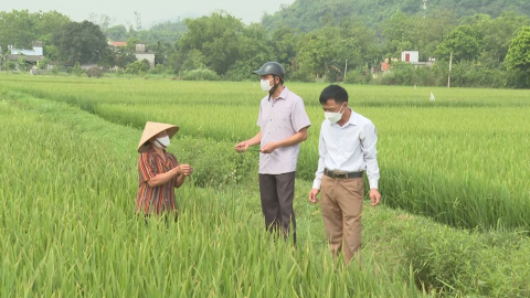 Kh&ocirc;ng chủ quan với bệnh đạo &ocirc;n tr&ecirc;n l&uacute;a Đ&ocirc;ng Xu&acirc;n