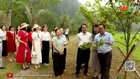 Đ&aacute;nh gi&aacute; kết quả sản xuất v&agrave; nh&acirc;n giống c&acirc;y mai v&agrave;ng