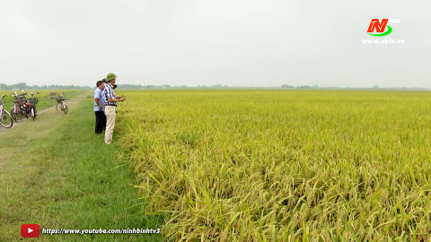 Y&ecirc;n Kh&aacute;nh được m&ugrave;a l&uacute;a Đ&ocirc;ng Xu&acirc;n