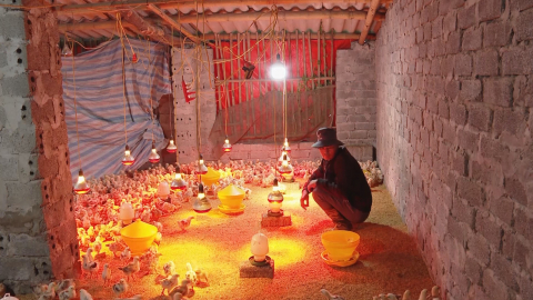 Y&ecirc;n Đồng tăng cường chống r&eacute;t cho đ&agrave;n vật nu&ocirc;i
