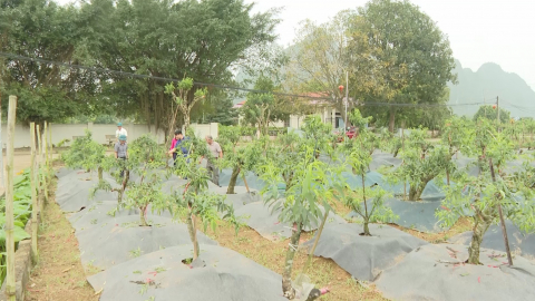 X&acirc;y dựng thương hiệu cho c&acirc;y đ&agrave;o Gia L&acirc;m