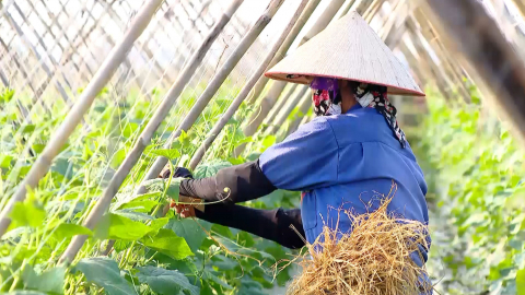 Hiệu quả m&ocirc; h&igrave;nh trồng dưa chuột ở Gia Phương