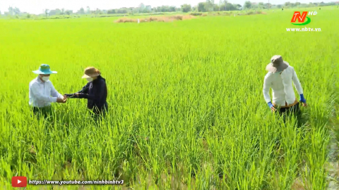Tăng cường ph&ograve;ng trừ s&acirc;u, bệnh cho l&uacute;a m&ugrave;a