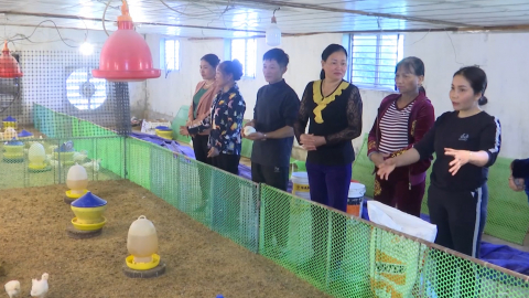 Từ ruộng trũng đến m&ocirc; h&igrave;nh kinh tế tổng hợp hiệu quả