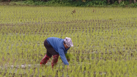 Y&ecirc;n Kh&aacute;nh chuyển trọng t&acirc;m sang chăm s&oacute;c l&uacute;a Đ&ocirc;ng Xu&acirc;n