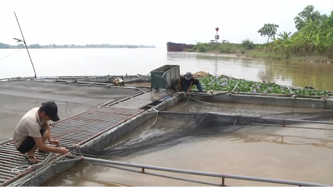 Đảm bảo an to&agrave;n v&ugrave;ng nu&ocirc;i trồng thủy sản m&ugrave;a mưa, b&atilde;o