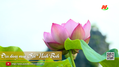 Dịu d&agrave;ng m&ugrave;a sen Ninh B&igrave;nh