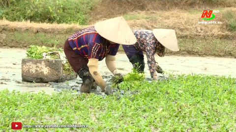 Rau cần Y&ecirc;n H&ograve;a được m&ugrave;a được gi&aacute;