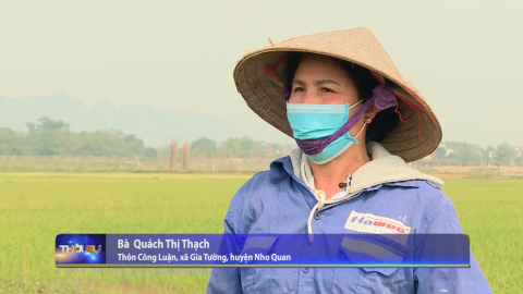 C&aacute;c địa phương tập trung chăm s&oacute;c l&uacute;a đ&ocirc;ng xu&acirc;n