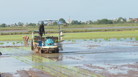 Kim Sơn triển khai c&aacute;c giải ph&aacute;p gieo cấy l&uacute;a Đ&ocirc;ng Xu&acirc;n kịp thời vụ