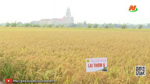 Li&ecirc;n kết sản xuất g&oacute;p phần ph&aacute;t triển kinh tế địa phương