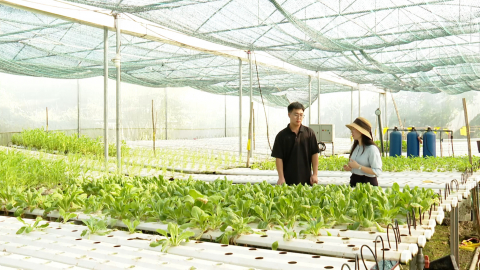 Ứng dụng tiến bộ kỹ thuật trong trồng rau thủy canh