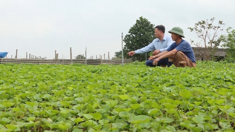 Hiệu quả sản xuất n&ocirc;ng nghiệp theo chuỗi gi&aacute; trị ở Y&ecirc;n Thắng