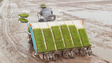 Ninh B&igrave;nh phấn đấu cấy xong trước ng&agrave;y 25.2