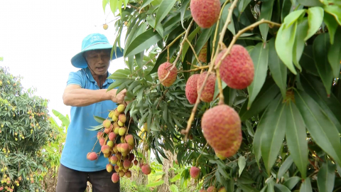 N&ocirc;ng d&acirc;n Ninh B&igrave;nh ph&aacute;t triển kinh tế hiệu quả tr&ecirc;n mảnh đất qu&ecirc; hương