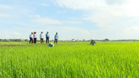 Tập trung ph&ograve;ng trừ s&acirc;u bệnh g&acirc;y hại l&uacute;a m&ugrave;a