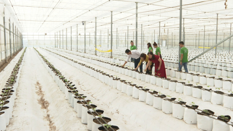 Ph&aacute;t triển sản xuất n&ocirc;ng nghiệp theo hướng hữu cơ