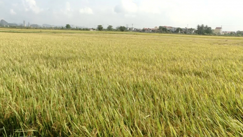 Y&ecirc;n M&ocirc; được m&ugrave;a l&uacute;a Đ&ocirc;ng Xu&acirc;n