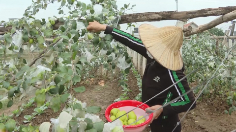 Y&ecirc;n Kh&aacute;nh c&oacute; 277 m&ocirc; h&igrave;nh sản xuất n&ocirc;ng nghiệp hiệu quả