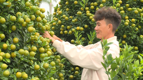 Nhộn nhịp l&agrave;ng nghề quất cảnh Nam Phong