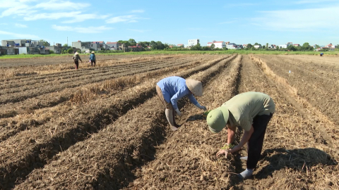 Kỹ thuật chăm s&oacute;c v&agrave; ph&ograve;ng trừ s&acirc;u bệnh cho c&acirc;y đ&ocirc;ng sớm
