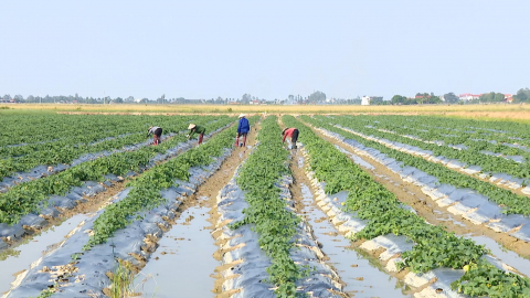 Sản xuất vụ đ&ocirc;ng ở Y&ecirc;n Kh&aacute;nh