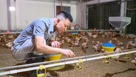 Ph&aacute;t triển chăn nu&ocirc;i theo hướng an to&agrave;n sinh học