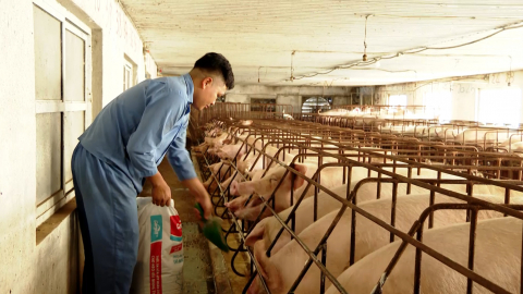 Kim Sơn ph&aacute;t triển HTX li&ecirc;n kết sản xuất theo chuỗi