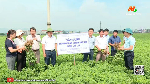 Đ&aacute;nh gi&aacute; m&ocirc; h&igrave;nh th&acirc;m canh h&agrave;ng h&oacute;a giống lạc L29 tại huyện Y&ecirc;n M&ocirc;