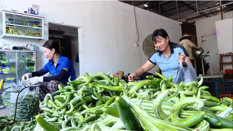 Li&ecirc;n kết sản xuất, n&acirc;ng gi&aacute; trị n&ocirc;ng sản