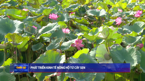 Ph&aacute;t triển kinh tế n&ocirc;ng hộ từ c&acirc;y sen