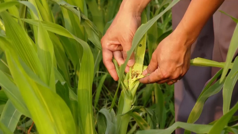 Đ&aacute;nh gi&aacute; m&ocirc; h&igrave;nh ph&ograve;ng chống s&acirc;u keo m&ugrave;a thu tr&ecirc;n c&acirc;y ng&ocirc;