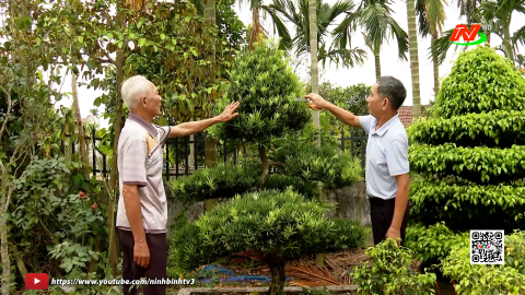 Hiểu quả chuyển đổi vườn tạp ở Hải Anh