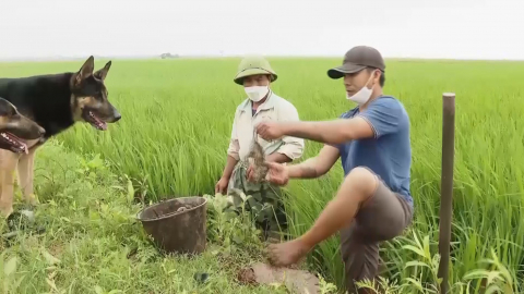 Diệt chuột tập trung bảo vệ sản xuất vụ Đ&ocirc;ng xu&acirc;n