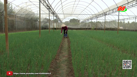 Ph&aacute;t triển v&ugrave;ng rau xanh, đảm bảo sinh kế