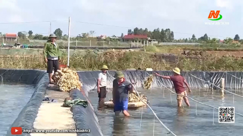 H&agrave;u giống sớm được gi&aacute;, n&ocirc;ng d&acirc;n Kim Sơn phấn khởi