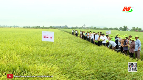 Đ&aacute;nh gi&aacute; hiệu quả c&aacute;c giống l&uacute;a thuần năng suất, chất lượng cao TBR88, Đ&ocirc;ng A2, TBR97