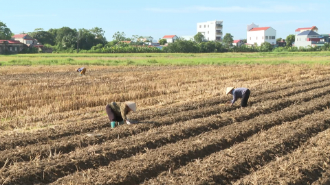 Y&ecirc;n Từ - Điểm s&aacute;ng trong sản xuất vụ đ&ocirc;ng