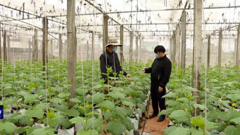 N&ocirc;ng d&acirc;n Y&ecirc;n Phong đẩy mạnh sản xuất dịp cuối năm