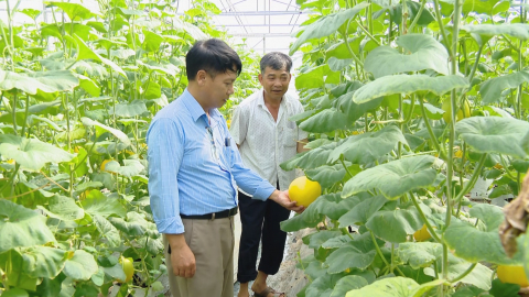 Y&ecirc;n M&ocirc; đẩy mạnh ứng dụng c&ocirc;ng nghệ cao trong trồng trọt